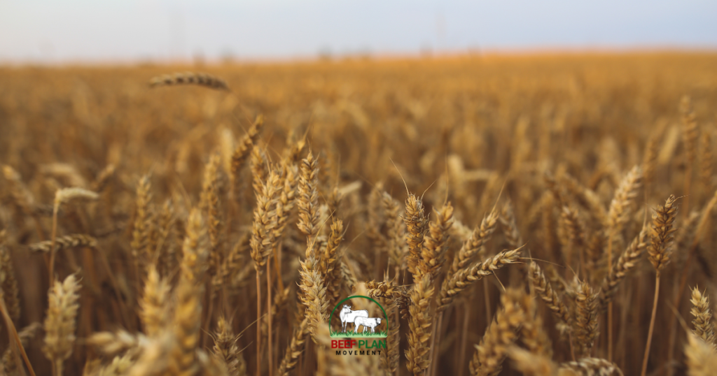 Beef Plan – Murrin deflecting attention won’t work!